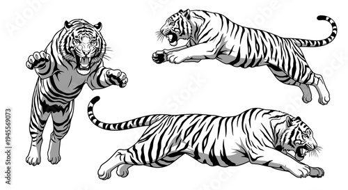 Dynamic vector art featuring three majestic tigers in aggressive and pouncing actions, depicted in a detailed black and white illustration style