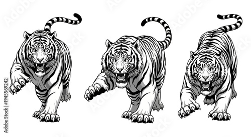 Powerful and Dynamic Black and White Tiger Vector Illustrations Set, Featuring Aggressive Wild Cats in Action Poses, Ideal for Creative Design Projects