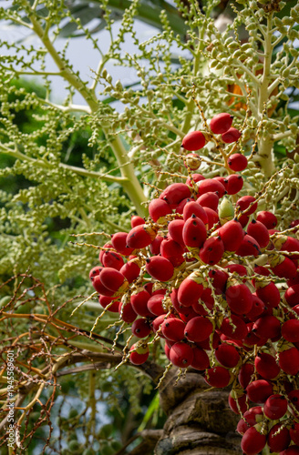 A Christmas palm displays vibrant clusters of red berries among lush green fronds.