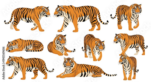 Dynamic collection of powerful tiger vector illustrations in various poses, perfect for wildlife design projects and educational content, showcasing the majestic big cat