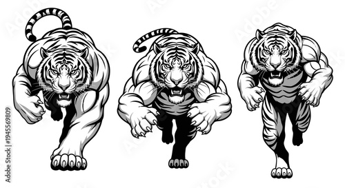 Dynamic Vector Illustration of Three Powerful Tigers Charging Forward with Intense Aggression and Muscular Physique, Symbolizing Strength and Untamed Energy for Sports and Design Projects
