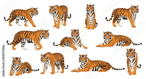 Captivating Vector Designs of Powerful Tigers Showcasing Diverse Poses, an Essential Graphic Collection for Nature-Themed Projects, Wildlife Education, and Digital Art