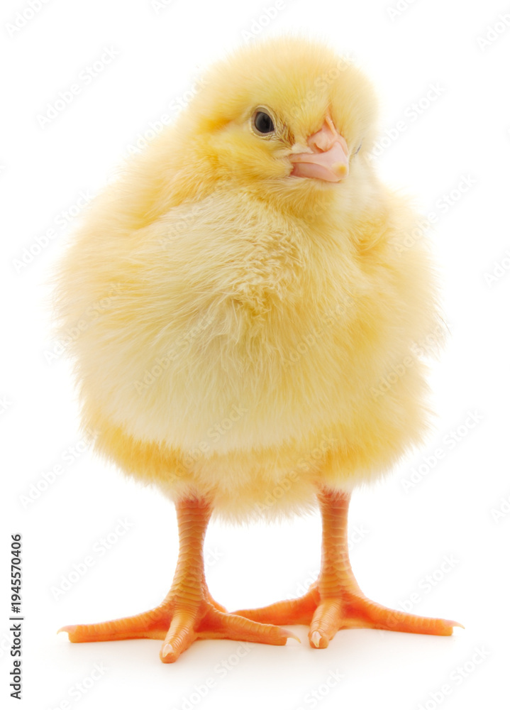 Fototapeta premium Small yellow chicken isolated on white background looking right