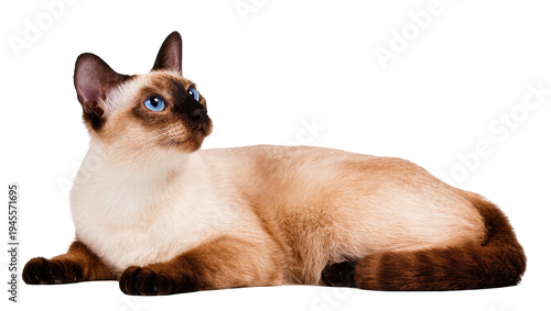 Isolated elegant Siamese cat with striking blue eyes lying down and looking up to side.