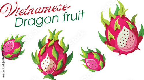 Dragon fruit isolated vector illustrations