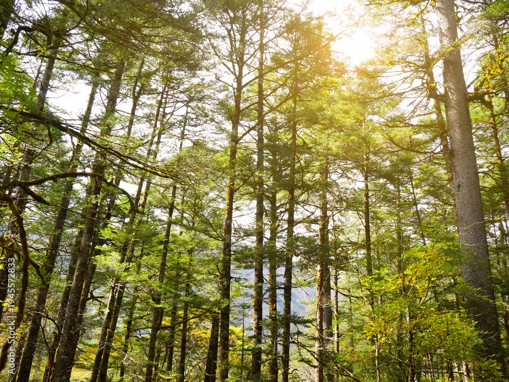 Obraz premium Beautiful green forest trees with sunlight