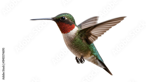 Tableau sur toile Isolated colorful ruby-throated hummingbird with iridescent plumage flying grace