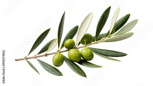Quadro su tela Isolated fresh green olive branch with ripe fruits and leaves, healthy Mediterra