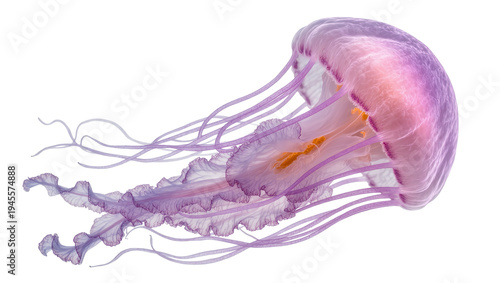 Foto Isolated beautiful purple and pink jellyfish gracefully swimming with long flowing tentacles