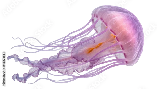 Fototapeta na wymiar Isolated beautiful purple and pink jellyfish gracefully swimming with long flowing tentacles.