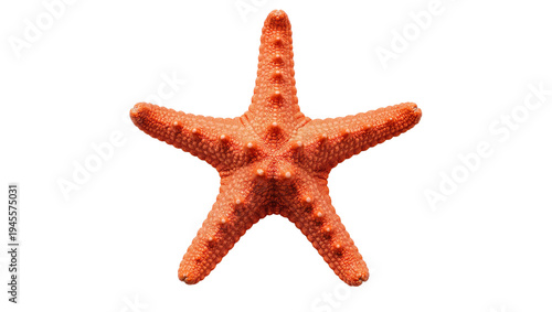 Isolated vibrant orange starfish marine animal detailed textured ocean creature