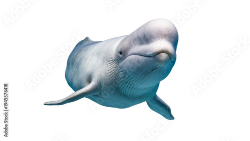 Fotografie Isolated beautiful beluga whale swimming gracefully, showcasing its friendly and