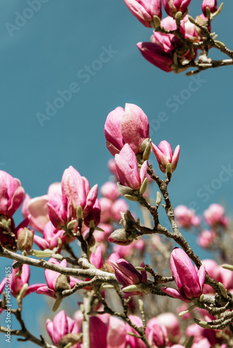 Magnolia