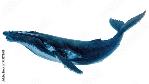 Fotografia Isolated Humpback whale swimming with powerful tail, majestic marine animal in g