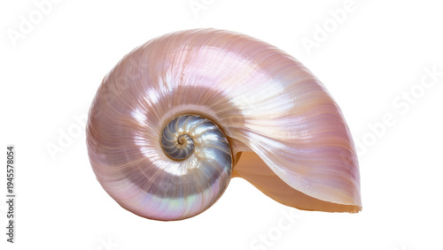 Tableau sur toile Isolated iridescent nautilus shell showcasing beautiful natural spiral pattern a