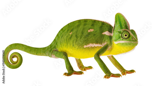 Isolated vibrant green and yellow chameleon, exotic tropical reptile with prehensile tail.