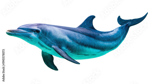 Принти на полотні Isolated beautiful bottlenose dolphin swimming peacefully in clear water a majes