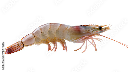Bild auf Leinwand Isolated fresh raw uncooked shrimp or prawn with translucent shell body and long