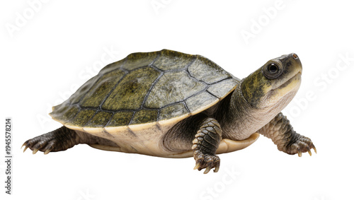 Bild auf Leinwand Isolated view of a freshwater turtle walking, showcasing its unique shell and sc