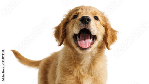 Fotografie Isolated playful Golden Retriever puppy, mouth open and tongue out, looking at t