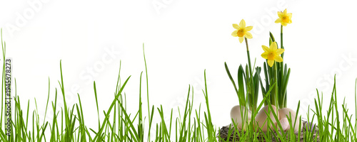 floral easter decoration in green grass meadow isolated on transparent background, grass blades around a nest with daffodil flowers and easter eggs, garden scene in spring