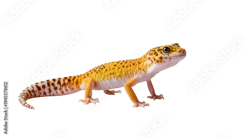 Konstfotografi Isolated Leopard Gecko Eublepharis macularius standing, vibrant spotted skin tex
