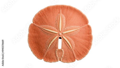 Fotografie Isolated beautiful orange sand dollar showcasing its intricate star-shaped patte