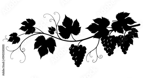 Grape Vine Silhouette with Leaves and Grapes.