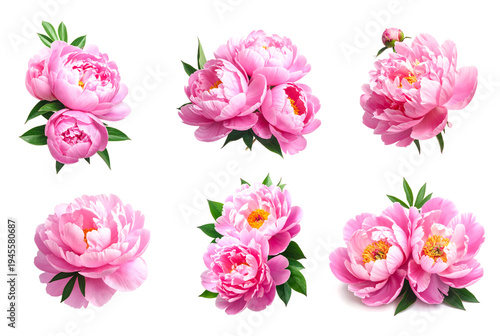 Wallpaper Mural Template Set of pink peony blossoms on a transparent background. Torontodigital.ca