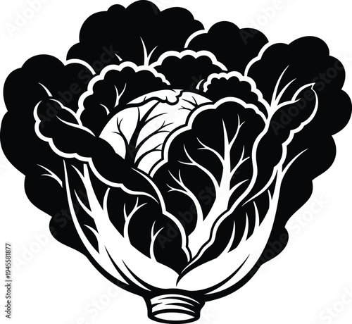 A black and white illustration of a crisp head of lettuce with dense leaves