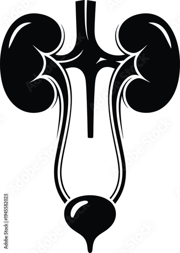 Human urinary system anatomy illustration