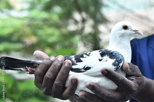 Tableau sur toile Close-up of a white pigeon with black patterns being held carefully in human hands