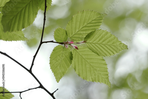 Φωτογραφία Close-up of Vibrant Green Foliage of Carpinus laxiflora (loose-flower Hornbeam)