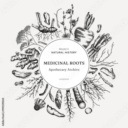 Medicinal plant roots wreath design. Herbal ingredients hand drawn vector illustration. Vintage apothecary herbs banner template. NOT AI generated