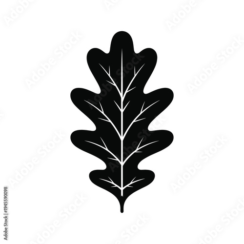 Black and white oak leaf with detailed veins nature