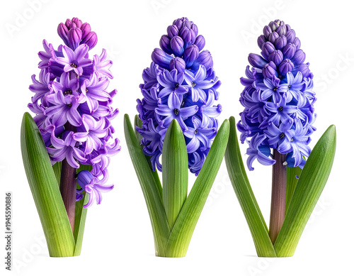 Wallpaper Mural Purple and blue hyacinth flower on a transparent background Torontodigital.ca