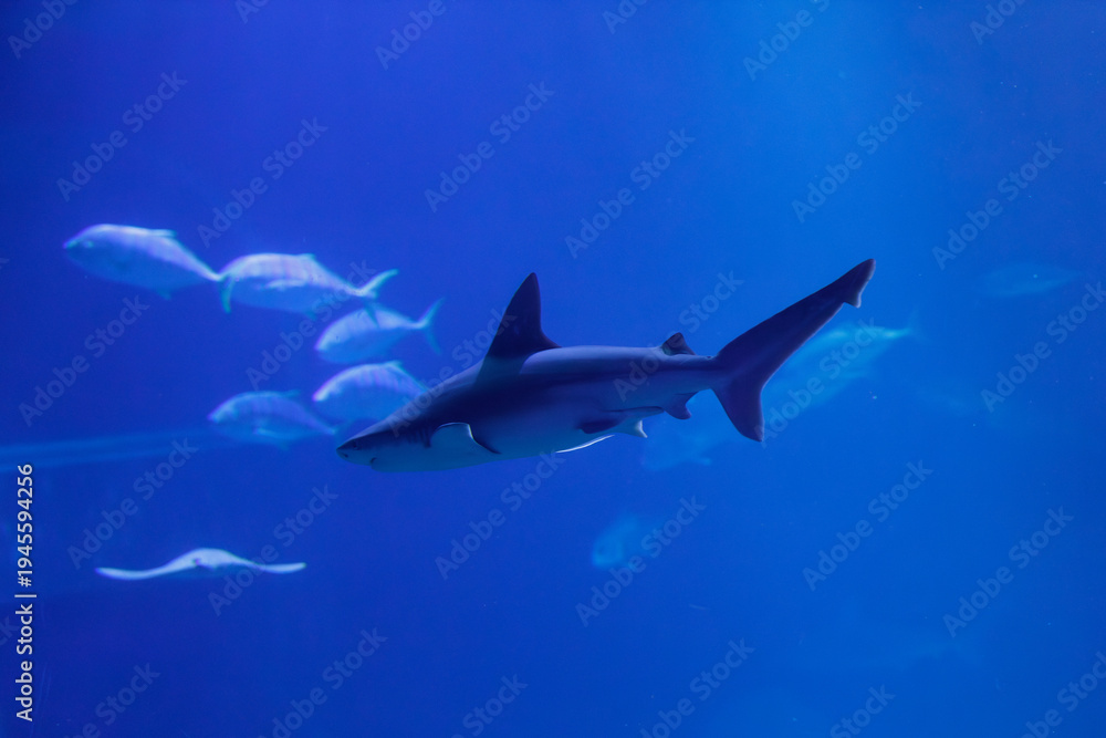Fototapeta premium Shark Swimming in Blue Ocean with Fish