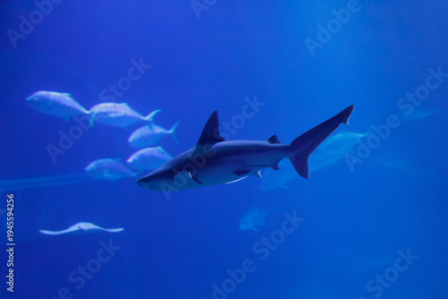 Wallpaper Mural Shark Swimming in Blue Ocean with Fish Torontodigital.ca