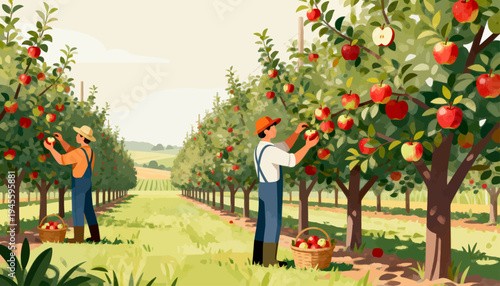 Two farmers pick apples in a sunlit orchard. They wear hats and work in rows of fruit-laden trees. Bright red apples hang ripe from branches above. Each carries a basket filled with harvested fruit