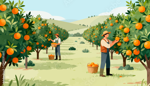 Orchard workers harvest bright orange fruit. They smile, focused on their task. Sunlight filters through green leaves. Baskets fill with golden fruit. Rows stretch toward distant hills