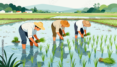 Three farmers bend over shallow rice paddies. They carefully place young green shoots into muddy water. The scene is peaceful, with distant hills and a clear sky