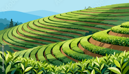 Rolling tea fields stretch under clear blue skies. Rows of lush green bushes climb gentle hillsides. Distant mountains frame the tranquil landscape. Bright sunlight illuminates every leafy crest
