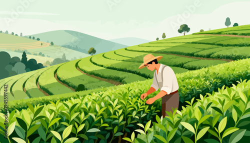 Farmer bends gently in lush green tea fields. Hands select fresh leaves with care and precision. Soft light bathes rolling hills and distant trees. Peaceful scene evokes calm, nature, and tradition
