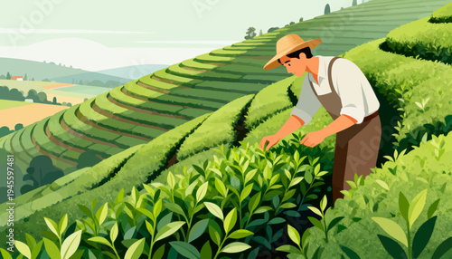 Farmer tends to tea leaves on rolling hills. Green hills stretch into distant valleys. Sunlight warms the tea garden gently. He bends carefully, selecting finest leaves