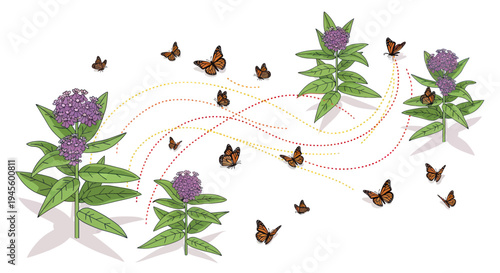 Monarch Butterflies Flying Between Milkweed Plants