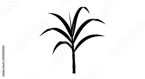 Palm Tree Silhouette Isolated on White Background.