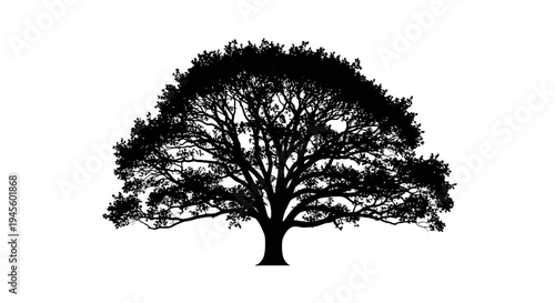 Silhouette of a Tree with Branches.