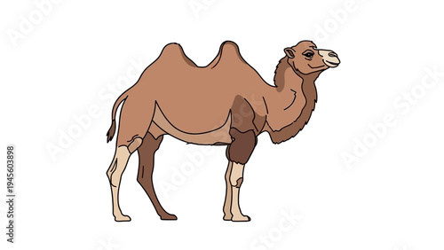 Illustration of a dromedary camel with two humps on white background
