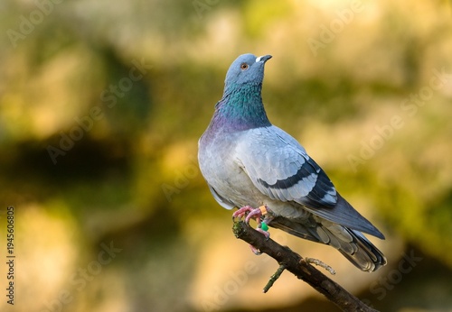 pigeon on a branch
