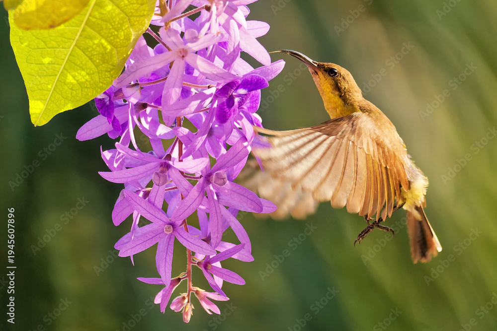 Fototapeta premium Grünrücken-nektarvogel